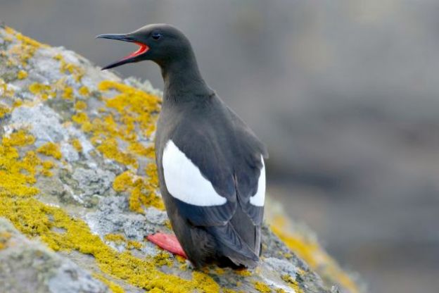 Black Guillimot-Noss-D141