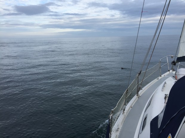 A Puffin in the water off the port bow